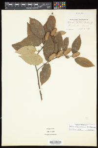 Betula alleghaniensis image