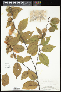 Betula alleghaniensis image