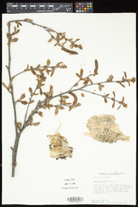 Betula alleghaniensis image