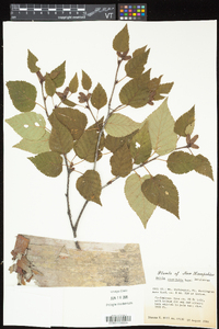 Betula cordifolia image