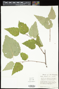 Betula cordifolia image