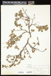 Betula glandulosa image