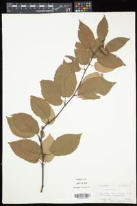 Betula lenta image