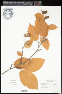 Betula alleghaniensis image