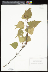 Betula populifolia image