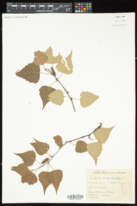 Betula populifolia image