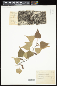 Betula populifolia image