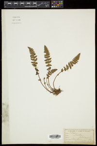 Woodsia ilvensis image