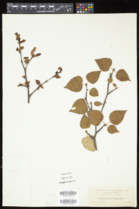 Betula cordifolia image