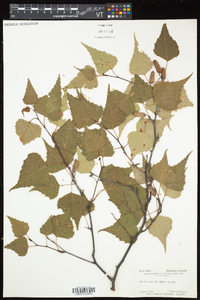 Betula populifolia image