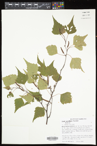 Betula populifolia image