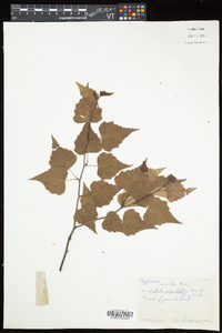 Betula populifolia image