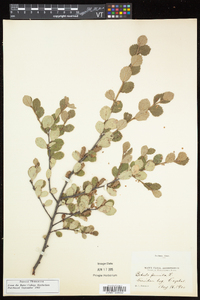 Betula pumila image