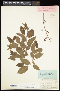Carpinus caroliniana subsp. virginiana image