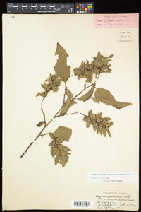 Carpinus caroliniana subsp. virginiana image