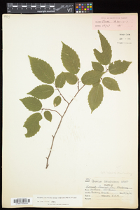 Carpinus caroliniana subsp. virginiana image