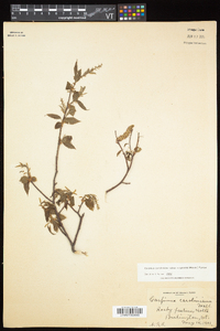 Carpinus caroliniana subsp. virginiana image