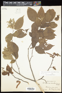 Carpinus caroliniana subsp. virginiana image