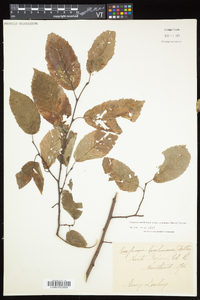 Carpinus caroliniana subsp. virginiana image