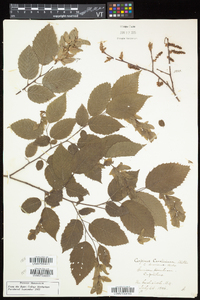 Carpinus caroliniana subsp. virginiana image