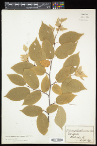 Carpinus caroliniana subsp. virginiana image