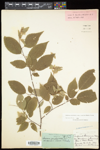 Carpinus caroliniana subsp. virginiana image