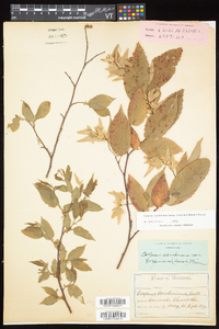 Carpinus caroliniana subsp. virginiana image