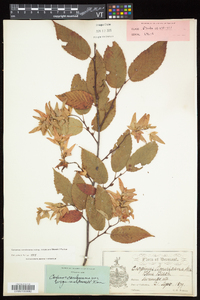 Carpinus caroliniana subsp. virginiana image