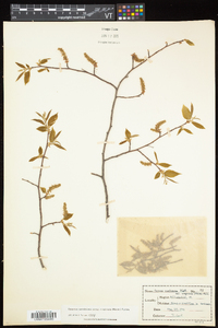 Carpinus caroliniana subsp. virginiana image