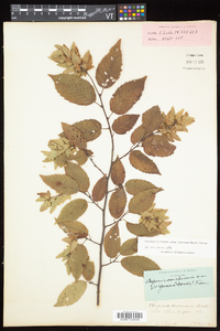 Carpinus caroliniana subsp. virginiana image