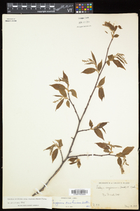 Carpinus caroliniana subsp. virginiana image