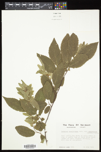 Carpinus caroliniana subsp. virginiana image