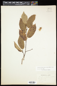 Carpinus caroliniana subsp. virginiana image