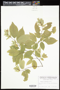 Carpinus caroliniana subsp. virginiana image