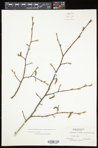 Carpinus caroliniana subsp. virginiana image