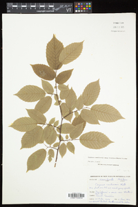 Carpinus caroliniana subsp. virginiana image