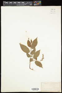 Carpinus caroliniana subsp. virginiana image