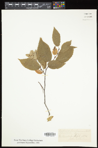 Carpinus caroliniana subsp. virginiana image