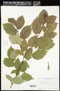 Corylus cornuta image