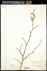 Corylus cornuta image