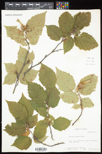 Corylus cornuta subsp. cornuta image