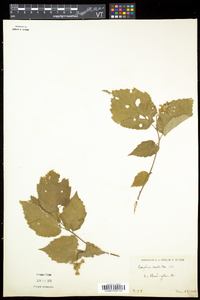 Corylus cornuta image