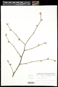 Corylus cornuta image