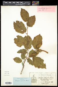 Corylus cornuta image