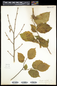 Corylus cornuta image