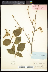 Corylus cornuta image