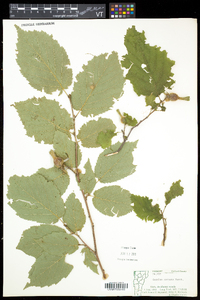 Corylus cornuta image