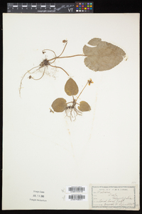 Viola rotundifolia image