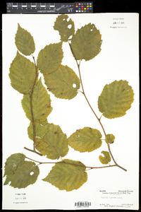 Corylus cornuta image