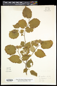 Corylus cornuta image